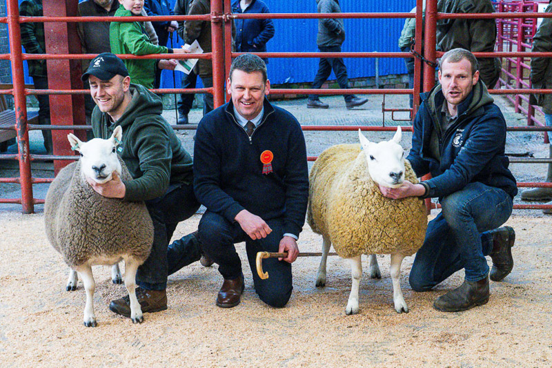 Champion and Reserve Cheviots